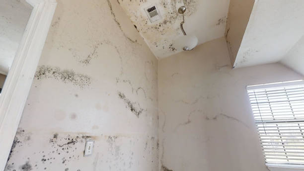 Best HVAC Mold Inspection and Cleaning  in Rutland, VT