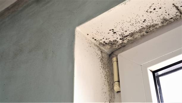 Best Commercial Mold Inspection  in Rutland, VT