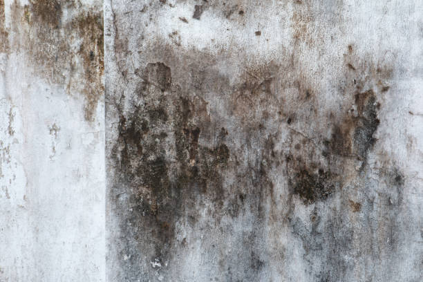Best Mold Documentation for Insurance Claims  in Rutland, VT
