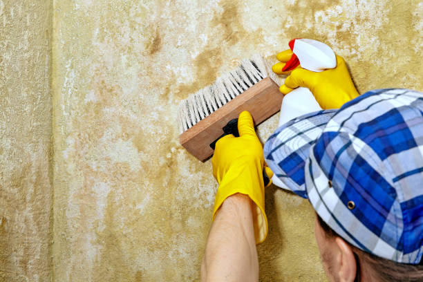 Best Forensic Mold Investigation  in Rutland, VT