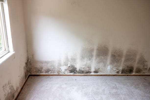 Forensic Mold Investigation in Rutland, VT