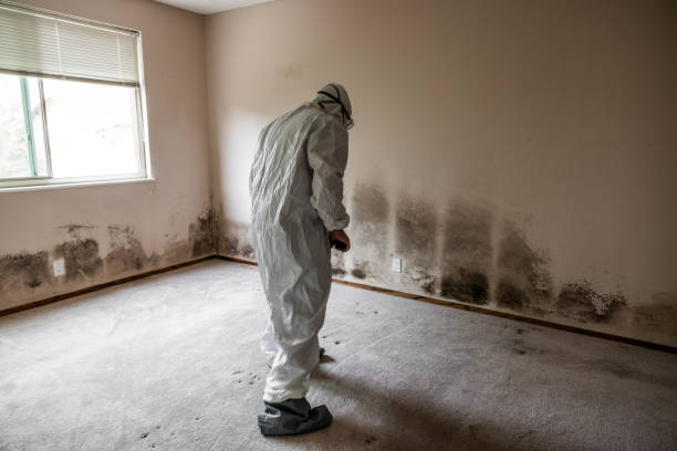 Best Mold Prevention Services  in Rutland, VT